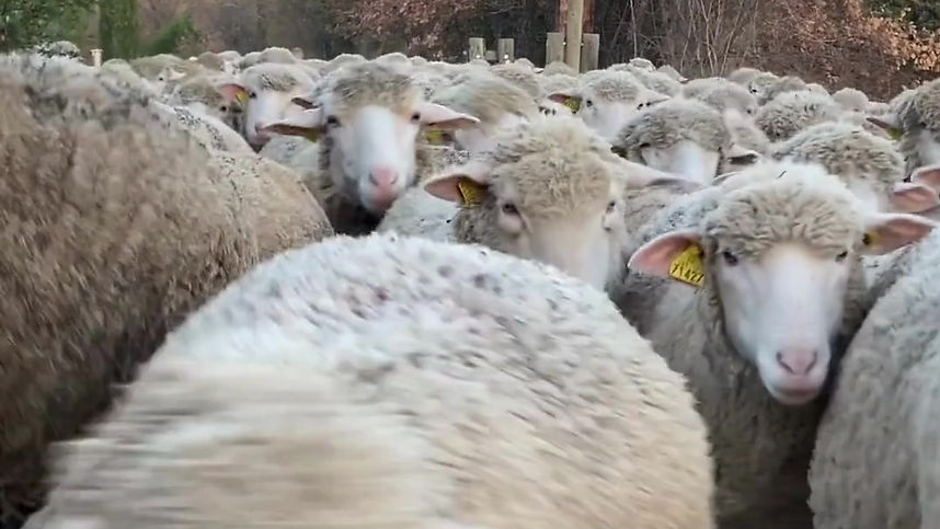 8 2023 USA Livestock FB Movies 8 - Sheep Hurry